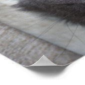 Russisch blauwe kat met lange adem poster (Hoek)