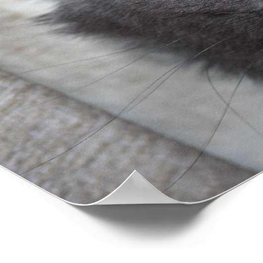 Russisch blauwe kat met lange adem poster (Hoek)