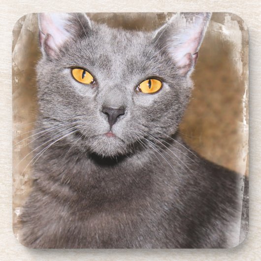 RUSSISCH BLAUWE KAT ONDERZETTERS (Voorkant)