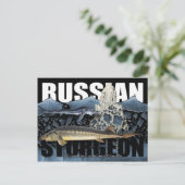 Russisch Briefkaart van de Sturgeon Collage (Staand voorkant)