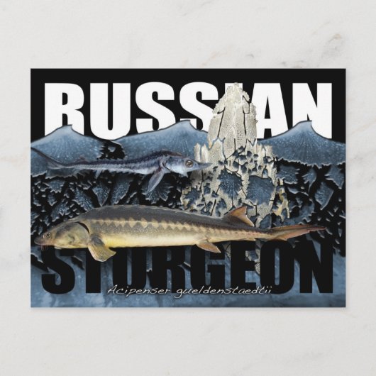 Russisch Briefkaart van de Sturgeon Collage (Voorkant)