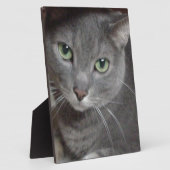 Russische blauwe grijze kat fotoplaat (Zijkant)