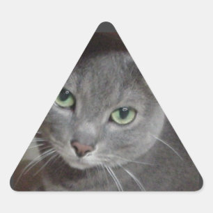 Russische blauwe grijze kat sticker