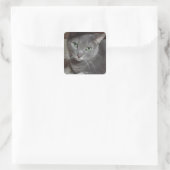 Russische blauwe grijze kattenliefde vierkante sticker (Tas)