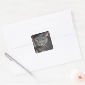 Russische blauwe grijze kattenliefde vierkante sticker (Envelop)