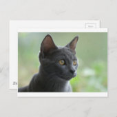 Russische blauwe kat briefkaart (Voorkant / Achterkant)