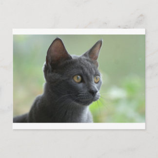 Russische blauwe kat briefkaart