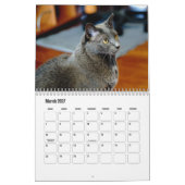 Russische blauwe kat kalender (Mar 2027)