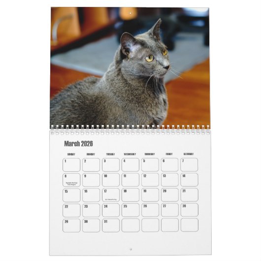 Russische blauwe kat kalender (Mar 2026)