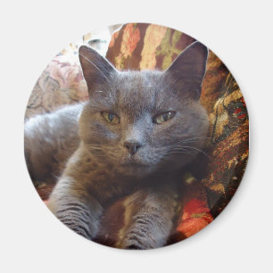 Russische blauwe kat magneet