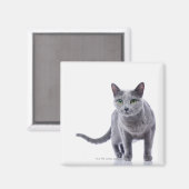 Russische blauwe kat magneet (Voorkant / Achterkant)