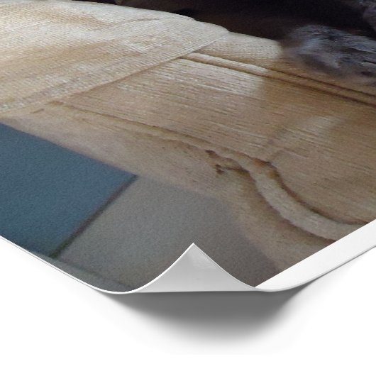 Russische blauwe kat poster (Hoek)