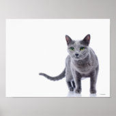 Russische blauwe kat poster (Voorkant)