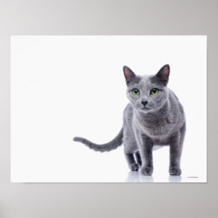 Russische blauwe kat poster