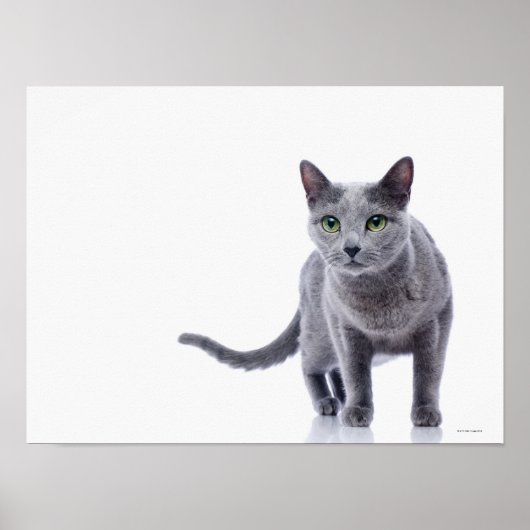 Russische blauwe kat poster (Voorkant)