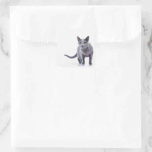 Russische blauwe kat vierkante sticker (Tas)
