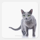 Russische blauwe kat vierkante sticker (Voorkant)