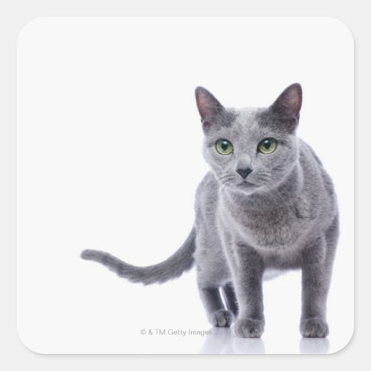 Russische blauwe kat vierkante sticker (Voorkant)