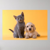Russische blauwe keuken en dachshund puppy poster (Voorkant)