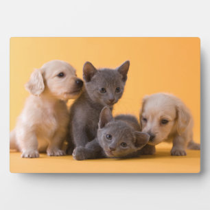 Russische Blauwe Kittens & Dachshond Puppies Fotoplaat