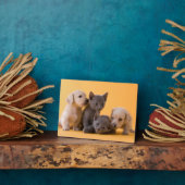 Russische Blauwe Kittens & Dachshond Puppies Fotoplaat (Zijkant)