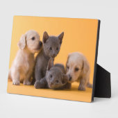 Russische Blauwe Kittens & Dachshond Puppies Fotoplaat (Zijkant)