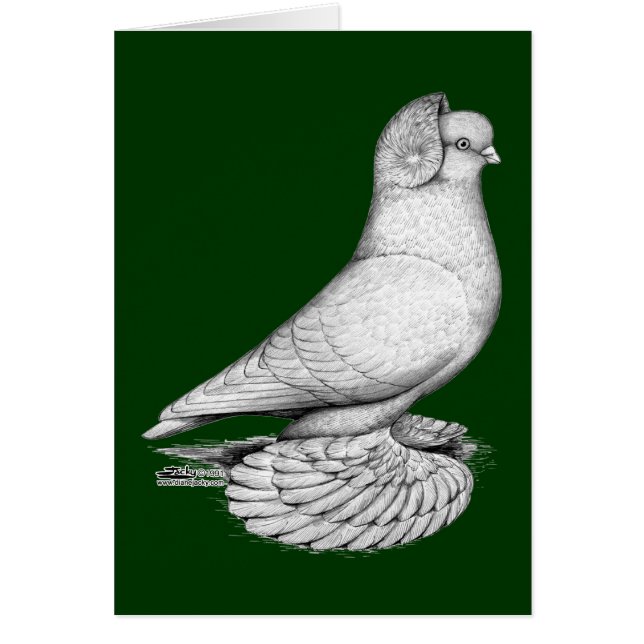 Russische duif (Voorkant)