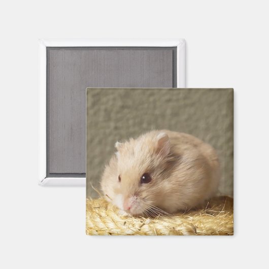 Russische hamster met volle Cheeks Magneet (Voorkant / Achterkant)