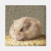 Russische hamster met volle Cheeks Magneet (Voorkant)