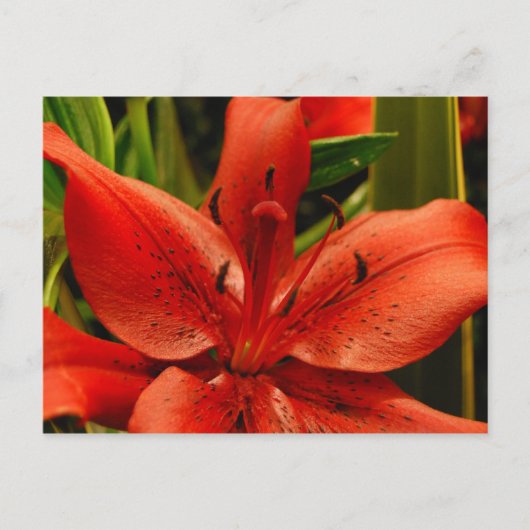 russische Romance Briefkaart (Voorkant)