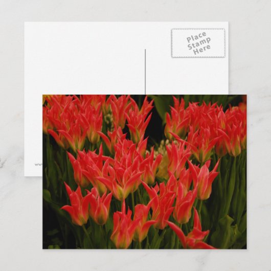 russische Romance Briefkaart (Voorkant / Achterkant)