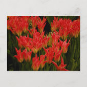 russische Romance Briefkaart (Voorkant)