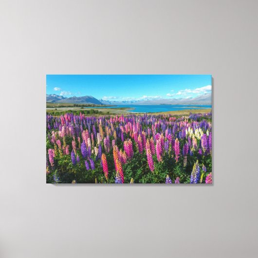 Russle Lupines bij het Tekapomeer | Nieuw-Zeeland Canvas Afdruk (Voorkant)