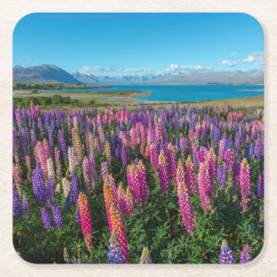 Russle Lupines bij het Tekapomeer   Nieuw-Zeeland Kartonnen Onderzetters