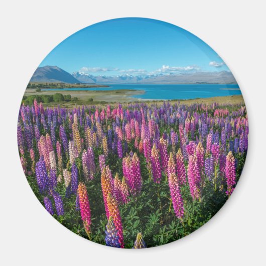 Russle Lupines bij het Tekapomeer | Nieuw-Zeeland Magneet (Voorkant)