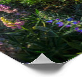 Russle Lupines bij het Tekapomeer | Nieuw-Zeeland Poster (Hoek)