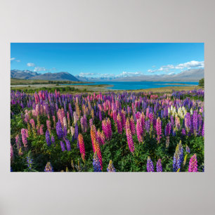 Russle Lupines bij het Tekapomeer Nieuw-Zeeland Poster