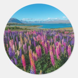 Russle Lupines bij het Tekapomeer   Nieuw-Zeeland Ronde Sticker
