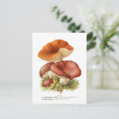 Russula depallens & R. vesca Briefkaart (Staand voorkant)