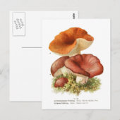 Russula depallens & R. vesca Briefkaart (Voorkant / Achterkant)
