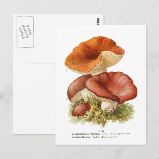 Russula depallens & R. vesca Briefkaart (Voorkant / Achterkant)