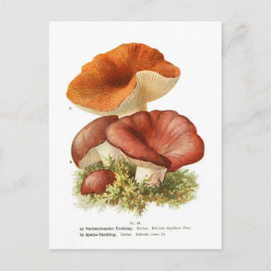 Russula depallens & R. vesca Briefkaart