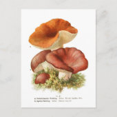 Russula depallens & R. vesca Briefkaart (Voorkant)