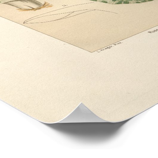  Russula Eetbare paddenstoel Afdrukken Poster (Hoek)