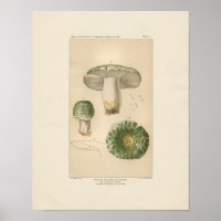 Russula Eetbare paddenstoel Afdrukken