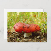 Russula Emetica Briefkaart (Voorkant / Achterkant)
