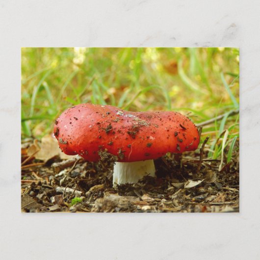 Russula Emetica Briefkaart (Voorkant)