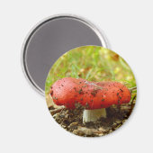 Russula Emetica Magnet (Voorkant / Achterkant)