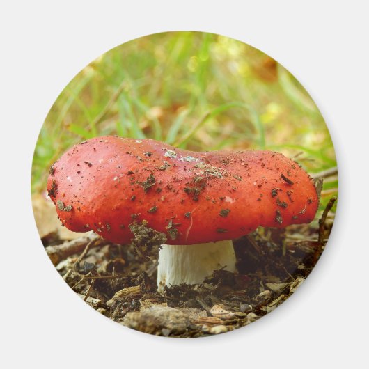 Russula Emetica Magnet (Voorkant)