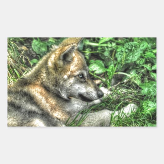 Rust Baby Wolf Pup Wildlife Foto Rechthoekige Sticker (Voorkant)